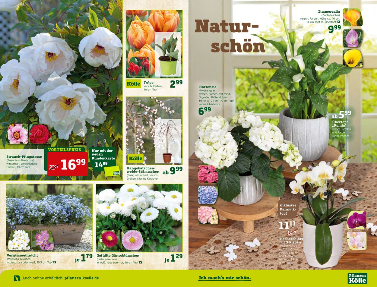 Pflanzen-Kölle Prospekt - Aktuell vom 05.03-11.03.2020 (Seite 2)